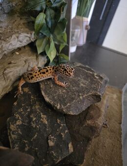 Leopardgecko ca 4 Jahre (weiblich) - Aachen