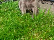 Labmaraner ( Labrador - Weimaraner ) Welpen - Willebadessen