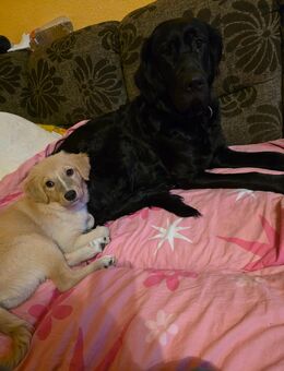 Mischlingswelpen suchen zuhause 🥰 - Wustrow (Wendland)