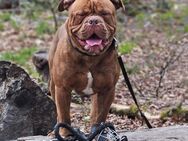 Old english bulldog rüde Oeb mit Ahnentafel - Berlin Charlottenburg-Wilmersdorf