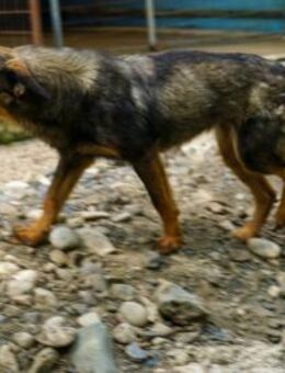 Wella wartet auf ihr eigenes Körbchen - Schwabach