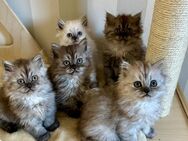 Langhaar Kitten - Milower Land