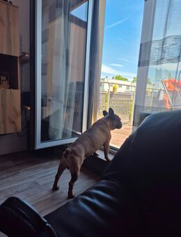DECKRÜDE Französische Bulldogge - Frechen