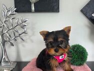 Kleinbleibende/Yorkschire-Terrier Mädchen / Chip / 13 wochen - Simbach