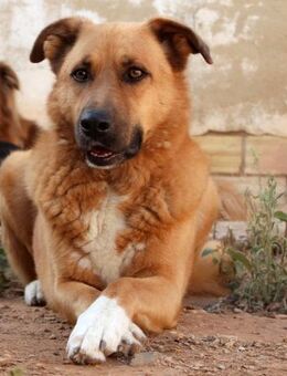 GOLD - ein wahrer Schatz....... - Kempen