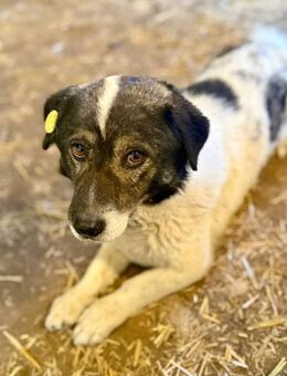 Mikruli, klein, ruhig und lieb - Bochum