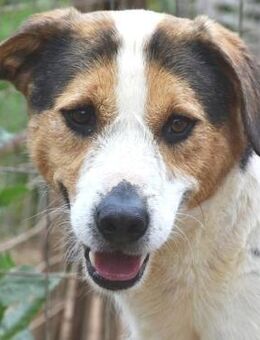 Freundlicher Oliver sucht seine Menschen - Sehnde