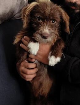 Champ, ein aussergewöhnlicher Rüde - Köln