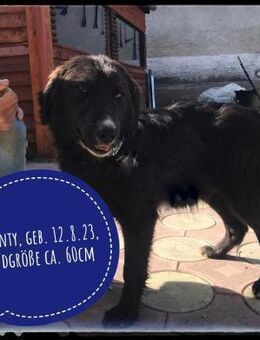 Bounty - verschmust und besonders - Gelenau (Erzgebirge)
