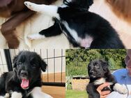 Aussiedoodle Mix Welpen - Paderborn