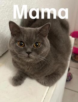 2 Bkh Kitten Nur in Liebe Hände abzugeben ! - Kornwestheim