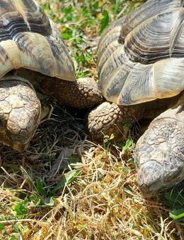 Griechische Landschildkröten - Adelsheim Zentrum