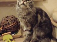 Maine Coon Kater black-silver-tabby - Notzingen