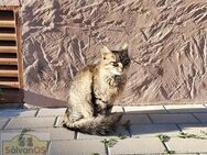 Helen-Langhaar-Lady sucht ihr HappyHome - Bad Camberg