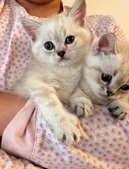 Wunderschöne BKH Kitten suchen liebevolles Zuhause - Düsseldorf