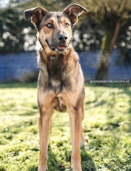 Dama ist sehr aufgeschlossen - Wöllstadt