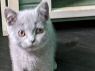 Britisch Kurzhaar Kitten Kater mit Stammbaum - Weyhe