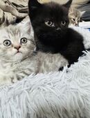 Bkh Katzenbabys Lilac in 64319