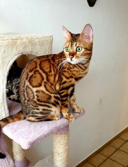 Bengal kitten mit Stammbaum - Ingolstadt