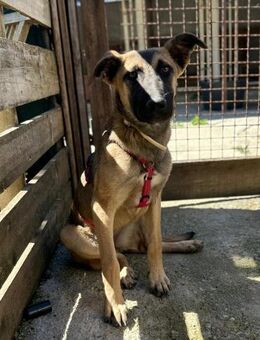 Junghündin Lana, 52cm, 15 kg sucht - Köln