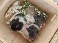 Super süße Goldhamster/ Teddyhamster Babys - Berlin
