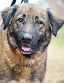 Lloma ist ein Traum auf vier Pfötchen - Laatzen