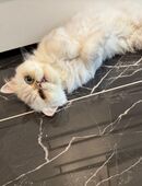 Perser Katze (weiblich) in 91056