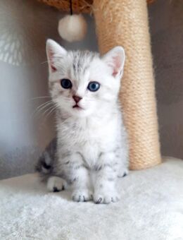 Britisch Kurzhaar Kitten in liebevolle Hände abzugeben - Düsseldorf