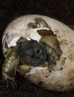 Nachzuchten der Griechische Landschildkröte in liebevolle Hände abzugeben - Zeulenroda-Triebes