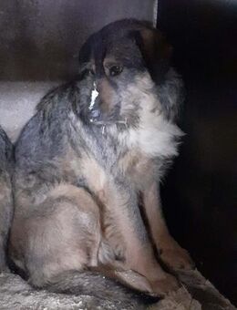 Pia braucht Sicherheit 🐾 - Elsdorf (Nordrhein-Westfalen)