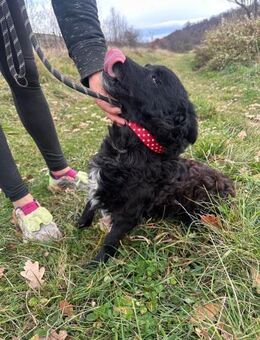 Kleine Hündin Bliss - Rambin