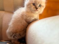 BKH Kitten Creme Tabby - Rheinsberg Zentrum