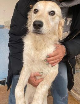 Bigné im Canile - Bad Vilbel