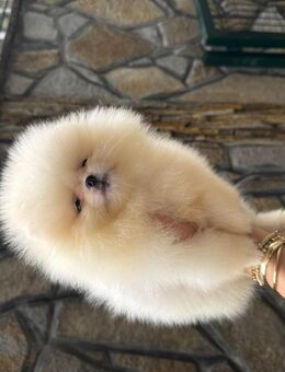 Pomerania - Oranienburg