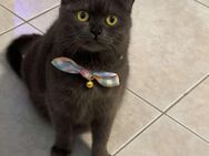 BKH Katze - Marktheidenfeld