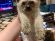 Wundervolle ragdollbabykatzen - Ebersberg