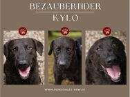 KYLO Labradormix - freundlicher Kerl - Duisburg