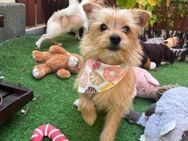 🤩Ella🤩 4 Monate Yorkshire Terrier Mix - Kassel