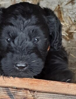 Noch 2 Rüden Schnoodle = Riesenschauzer / Mittelpudel F1 Generation - Fürstenau