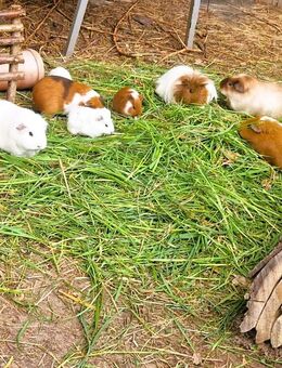 Meerschweinchen Jungtiere in Rabenstein abzugeben - Chemnitz