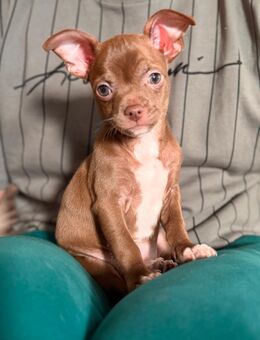 Chihuahua Welpen - Jever