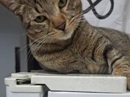 Laenna - ❤️ möchte dein Freund sein - Kirchheim (München)