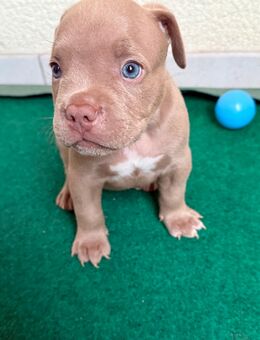 American bully Welpen - Mannheim