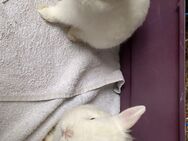 2 Kaninchen Weibchen - Munster