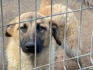 Ted - wartet so lange in der Tötung - Blankenheim (Nordrhein-Westfalen)