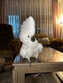 weißhaubenkakadu in 33104