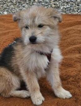 Minimädelchen Cher sucht ihr Zuhause - Mannheim