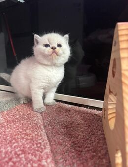 Bkh Kitten Blue Point! - Kamp-Lintfort