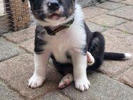 Welpen Labrador-Bordercollie Mix - Drage (Niedersachsen)