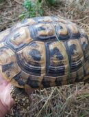 Weibchen der Griechischen Landschildkröten (Thb) eierlegend in 02997